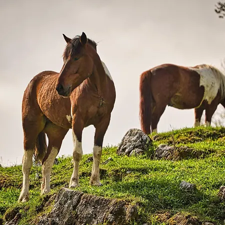 Luxury Ana With Hot Tub Hébergement de vacances Visnja Gora